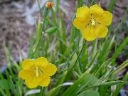 Solenomelus pedunculatis